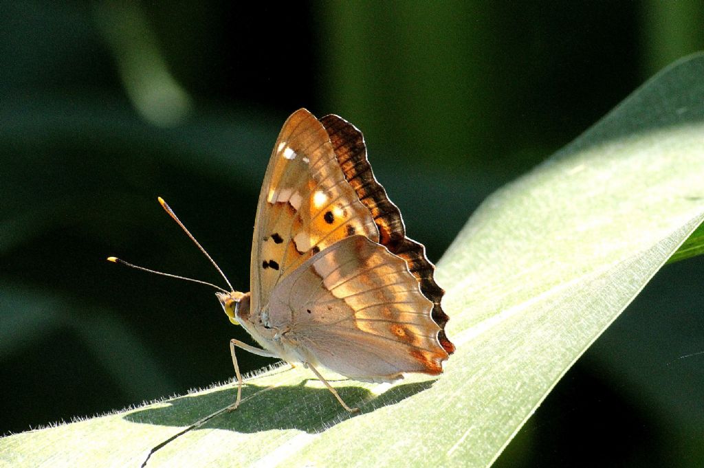 Apatura ilia forma clytie maschio?